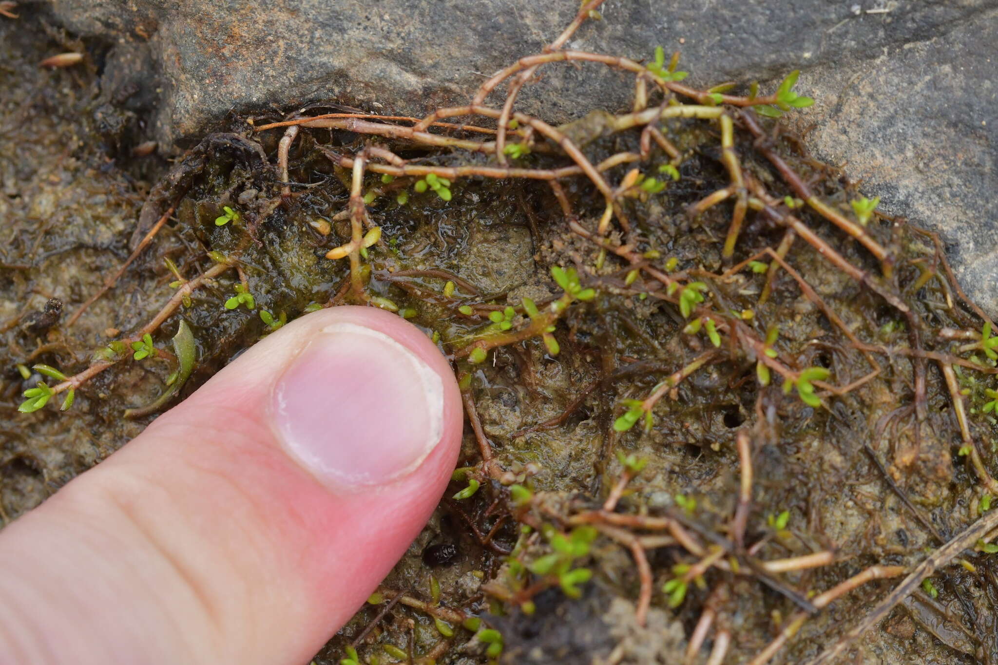 Image of Crassula sinclairii (Hook. fil.) A. P. Druce & D. R. Given