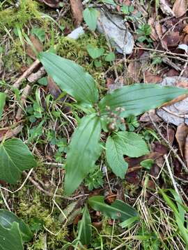 Imagem de Maianthemum formosanum (Hayata) La Frankie