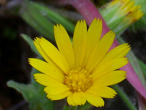 Image of field marigold