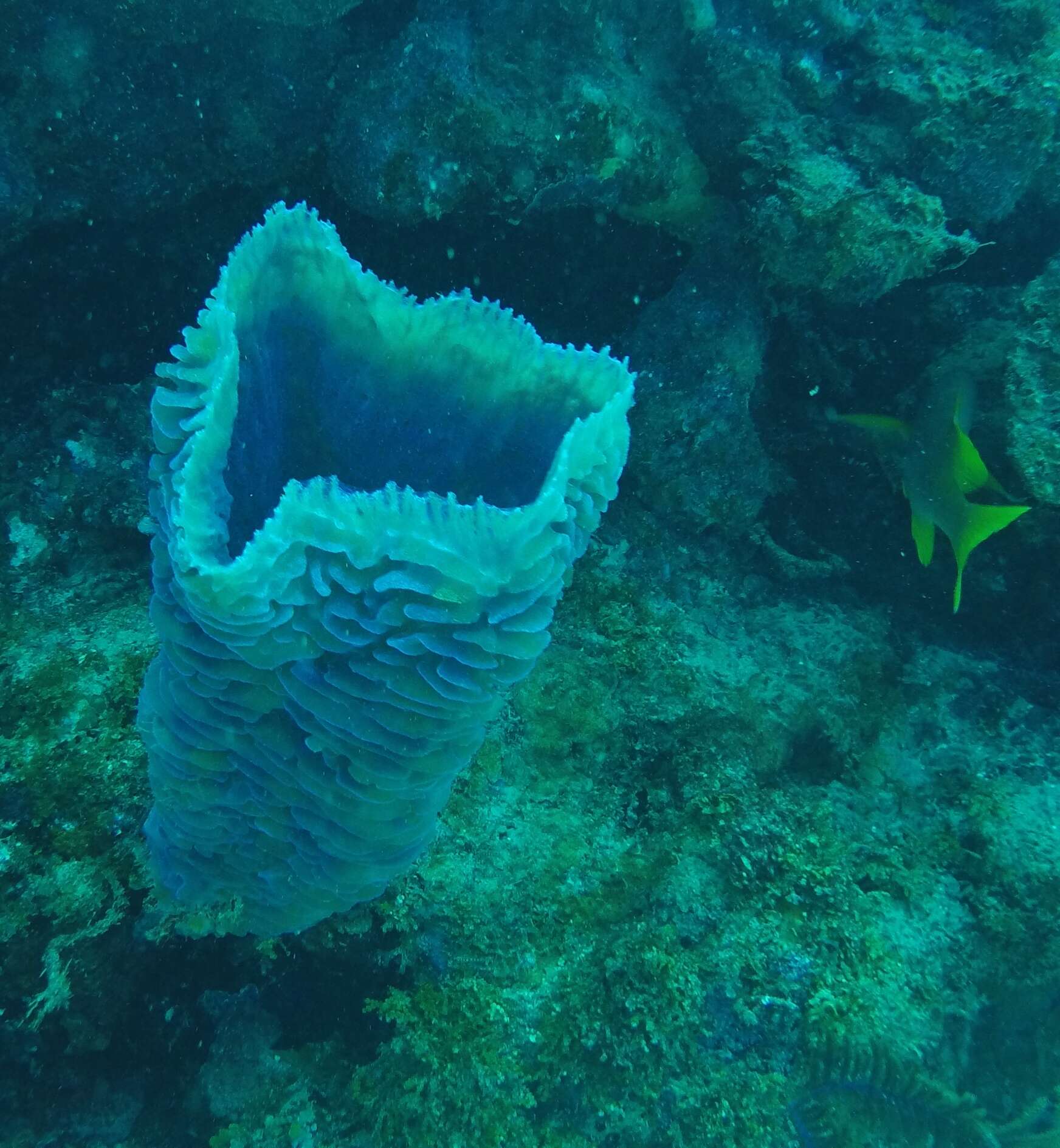 Image of Azure Vase Sponge