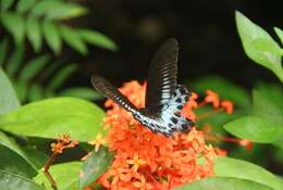 Image of Blue Mormon