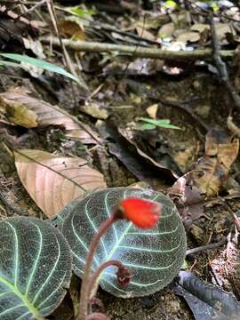 Image of Pearcea hypocyrtiflora (Hook. fil.) Regel