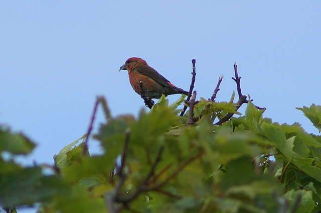 Image of Common Crossbill