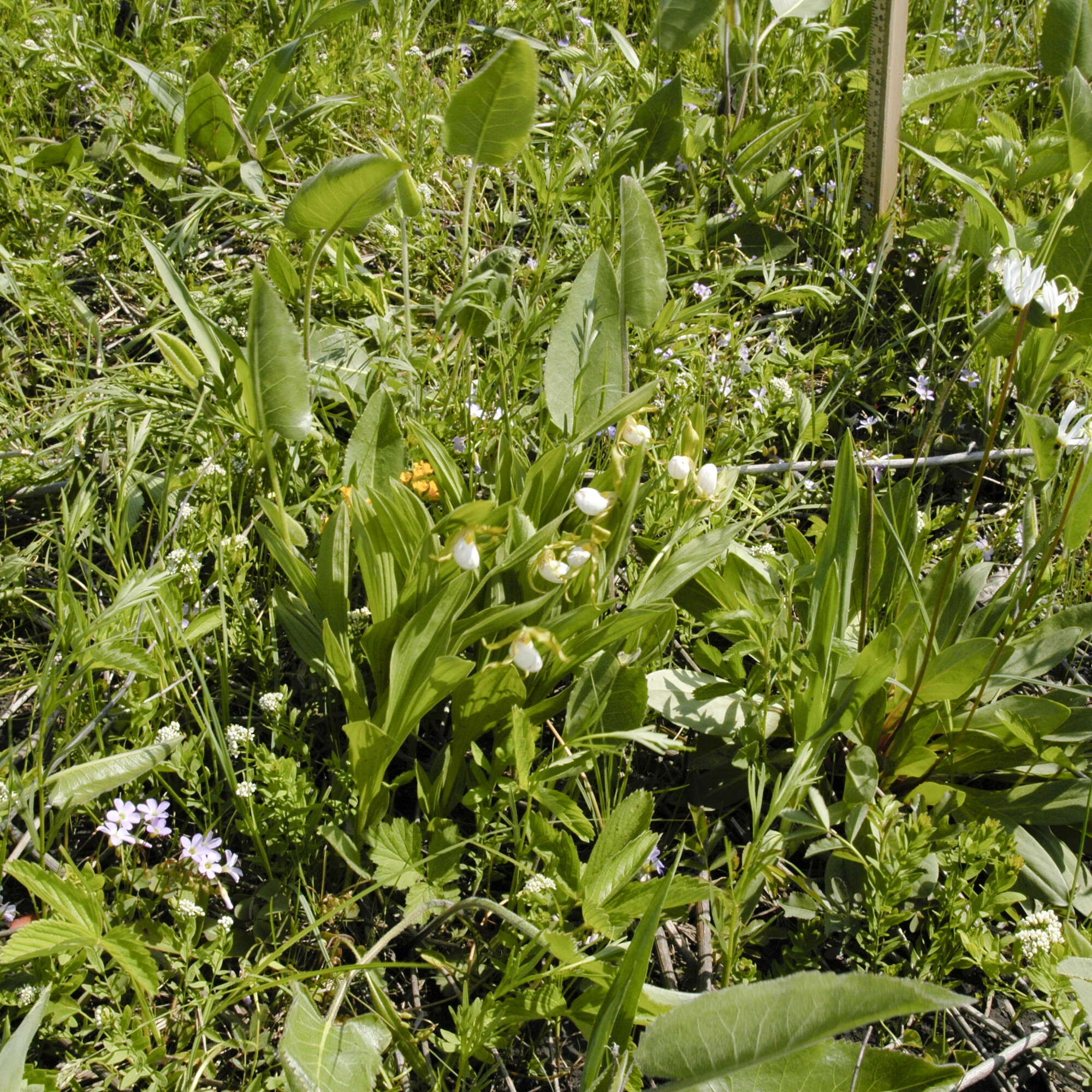 Imagem de Cypripedium candidum Muhl. ex Willd.