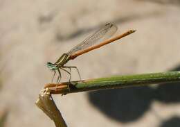 Imagem de Platycnemis acutipennis Selys 1841