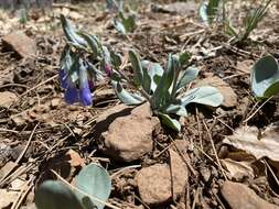 Image of Macdougal's bluebells