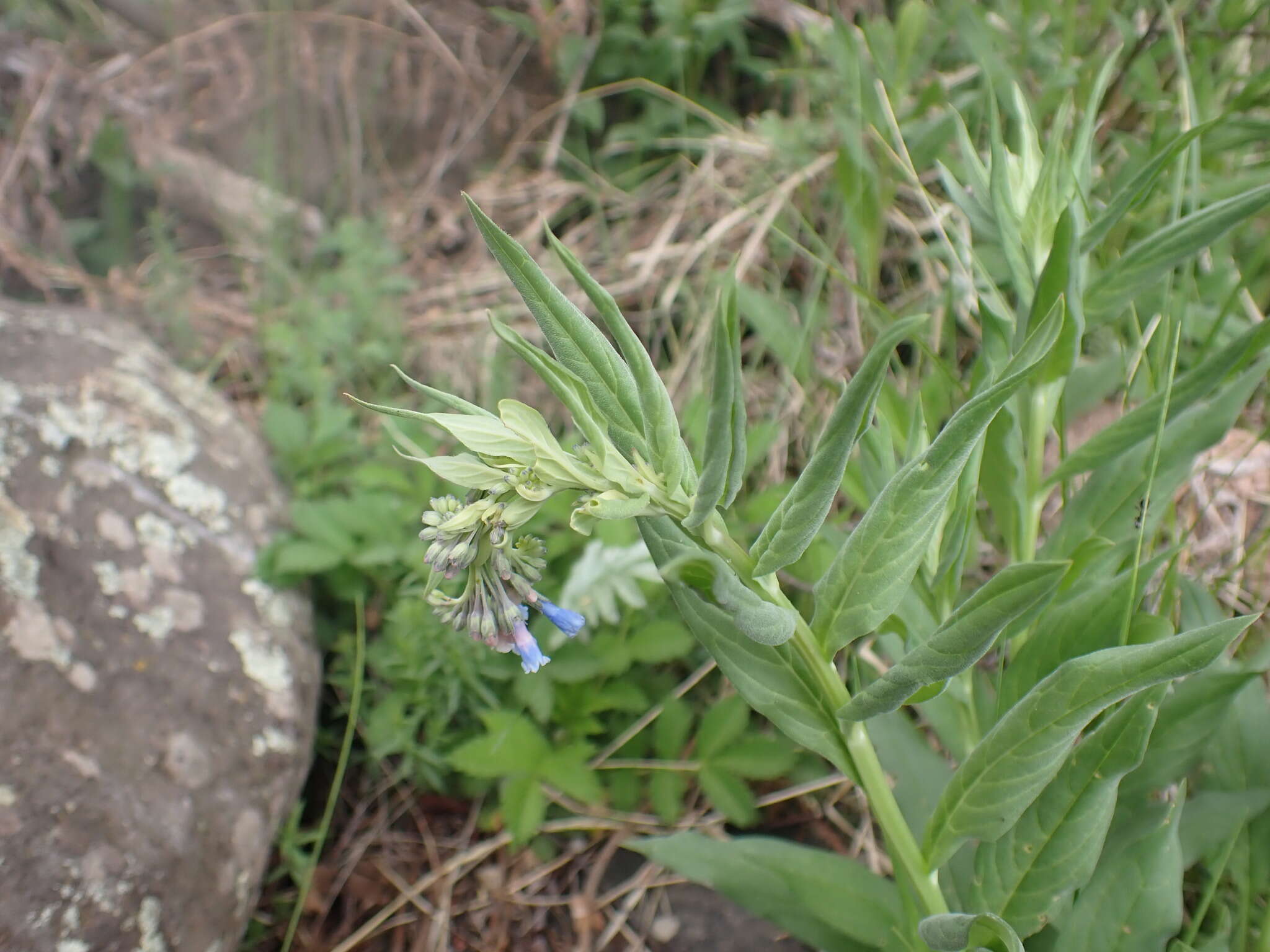 Image of Franciscan Bluebells