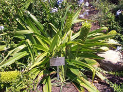 Imagem de Eucomis autumnalis (Mill.) Chitt.