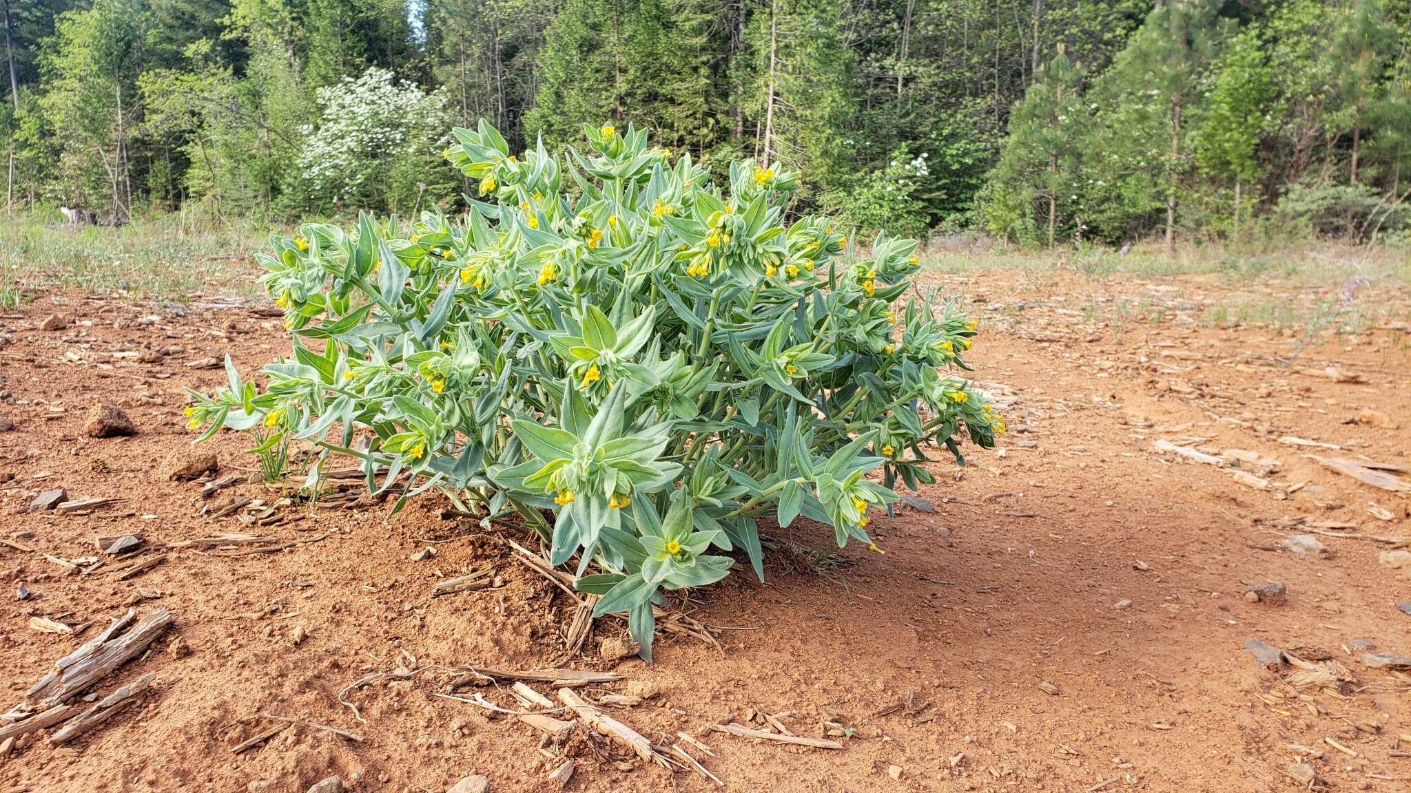 Image of California stoneseed