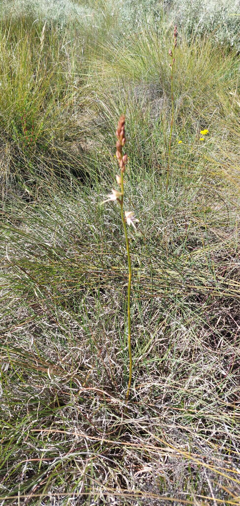 Image of Disa multifida Lindl.