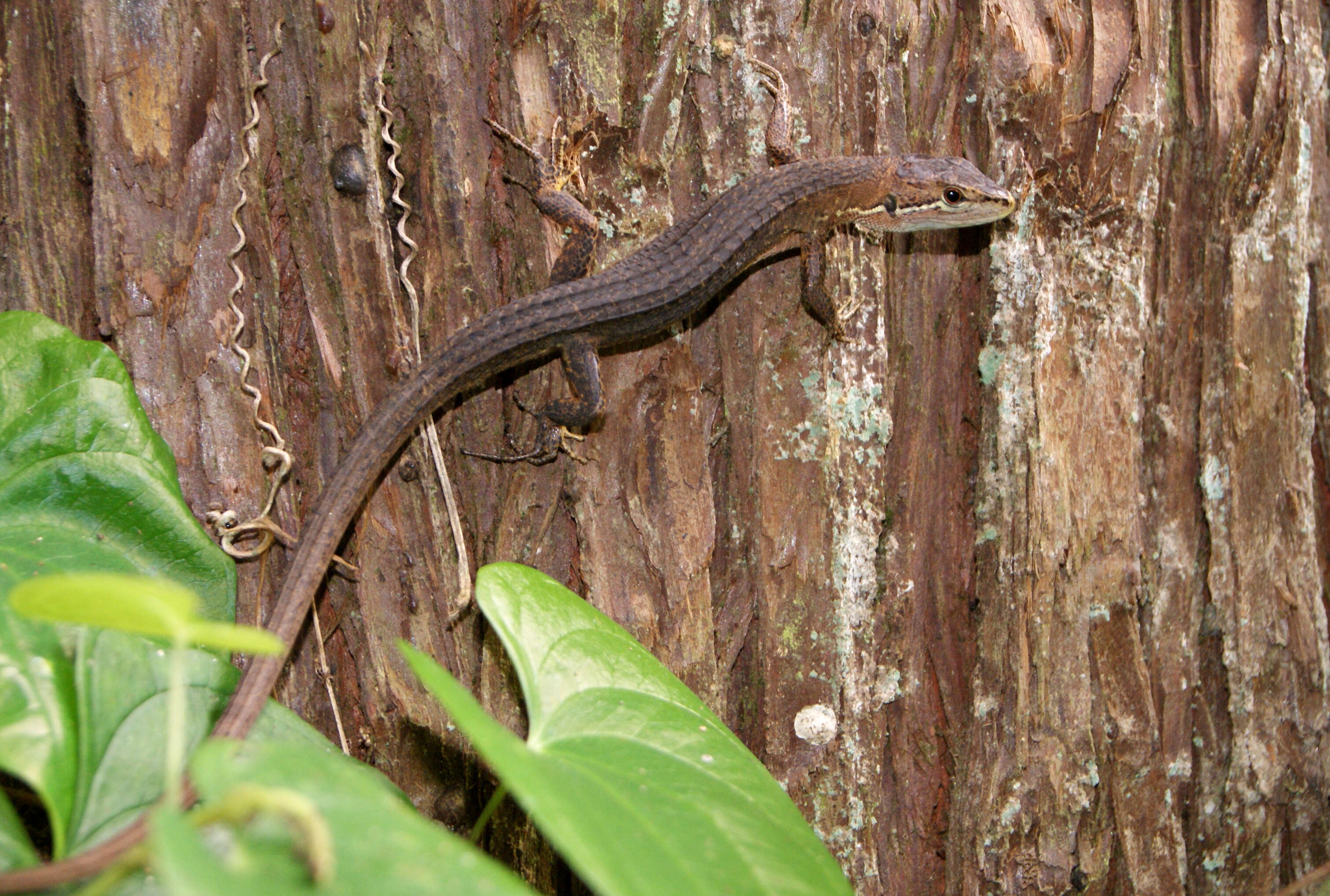 Image of Japanese Grass Lizard