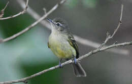 Image of Yellow-olive Flatbill