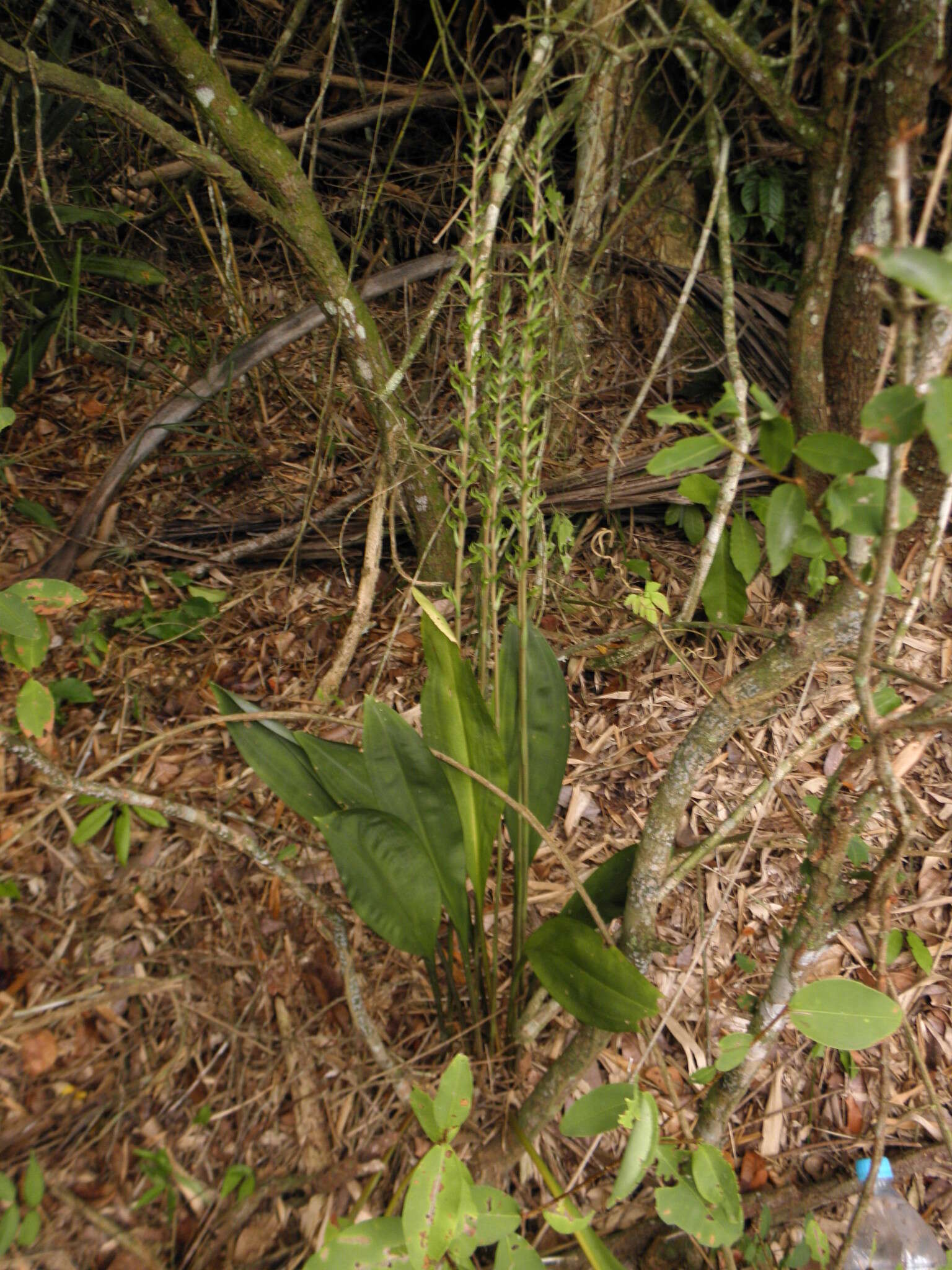 Image of Eltroplectris triloba (Lindl.) Pabst