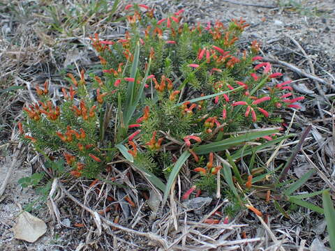 Image of Erica chloroloma Lindl.