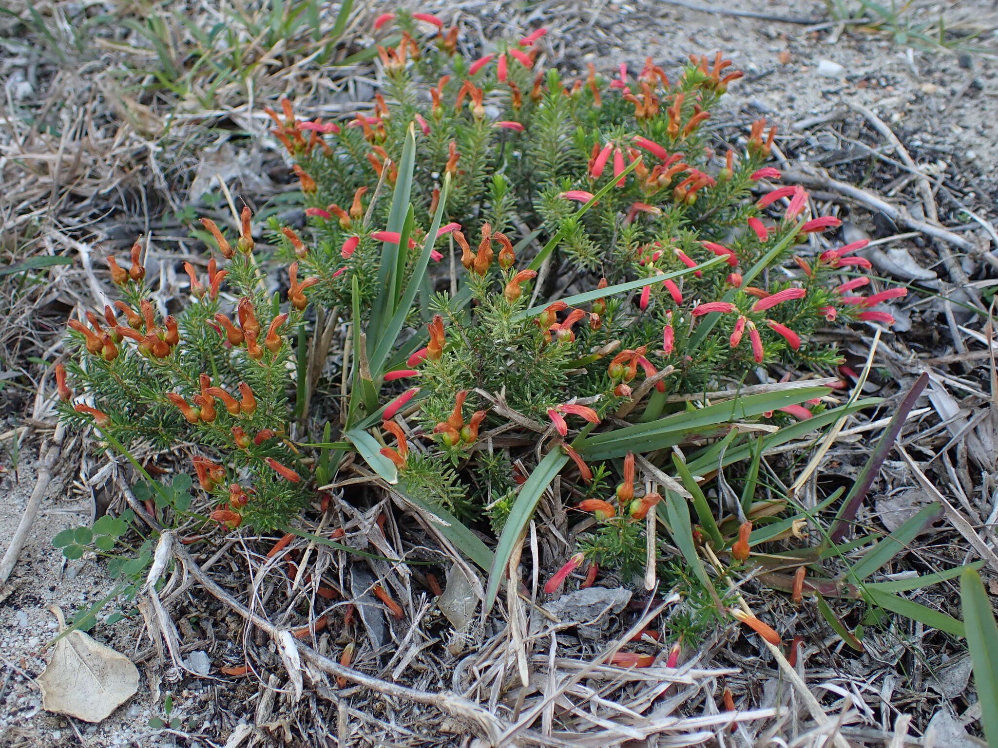 Imagem de Erica chloroloma Lindl.