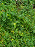 Image of puncturevine