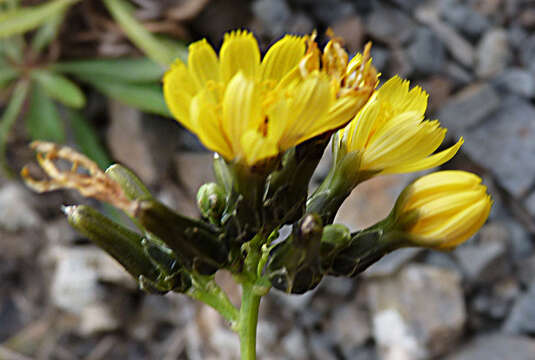 Launaea picridioides (Webb) B. L. Rob.的圖片