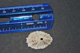 Image of Barbados key-hole limpet