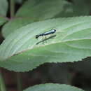 Plancia ëd Neocollyris (Isocollyris) formosana (Bates 1866)