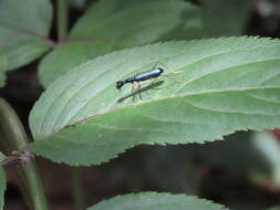 Image of Neocollyris (Isocollyris) formosana (Bates 1866)