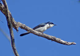 Image of Restless Flycatcher