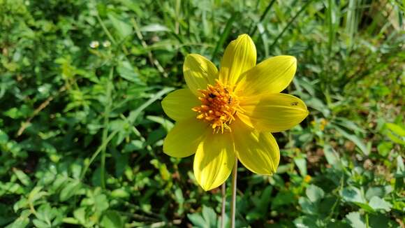 Image of red dahlia