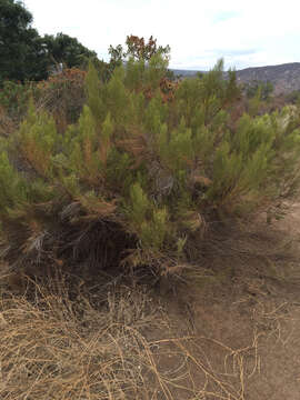 Image of desertbroom