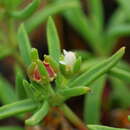 Delosperma herbeum (N. E. Br.) N. E. Br. resmi