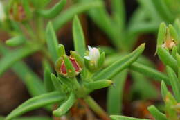 Imagem de Delosperma herbeum (N. E. Br.) N. E. Br.