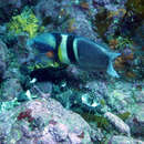 Image of Eastern king wrasse