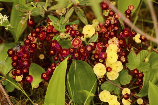 Image of brilliant red dung moss