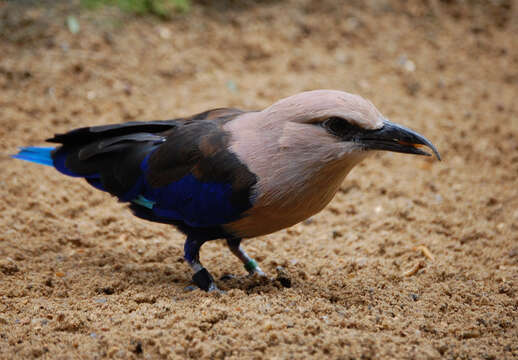 Image of Blue-bellied Roller