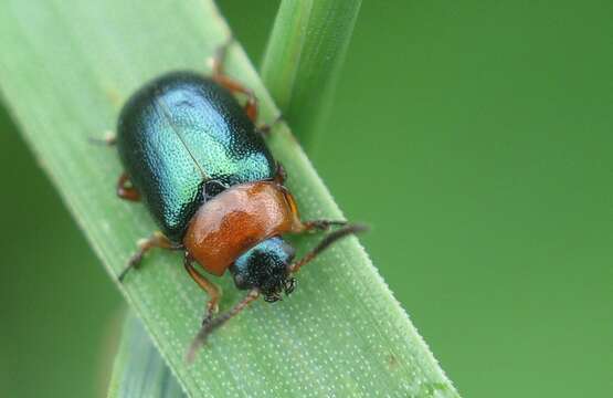 Image of Gastrophysa (Gastrophysa) polygoni (Linnaeus 1758)