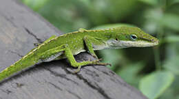 Sivun Anolis carolinensis Voigt 1832 kuva