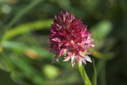 Image of Gymnadenia rhellicani (Teppner & E. Klein) Teppner & E. Klein