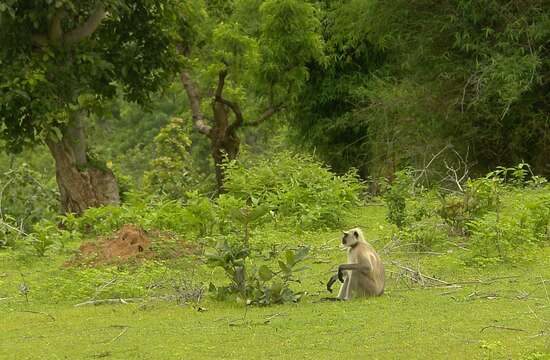 Image of Dussumier's Malabar Langur