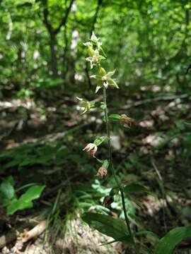 Image of Mueller's Epipactis