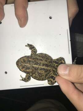 Image of Houston toad