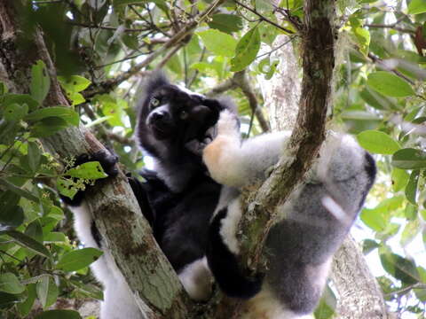 Image of indri