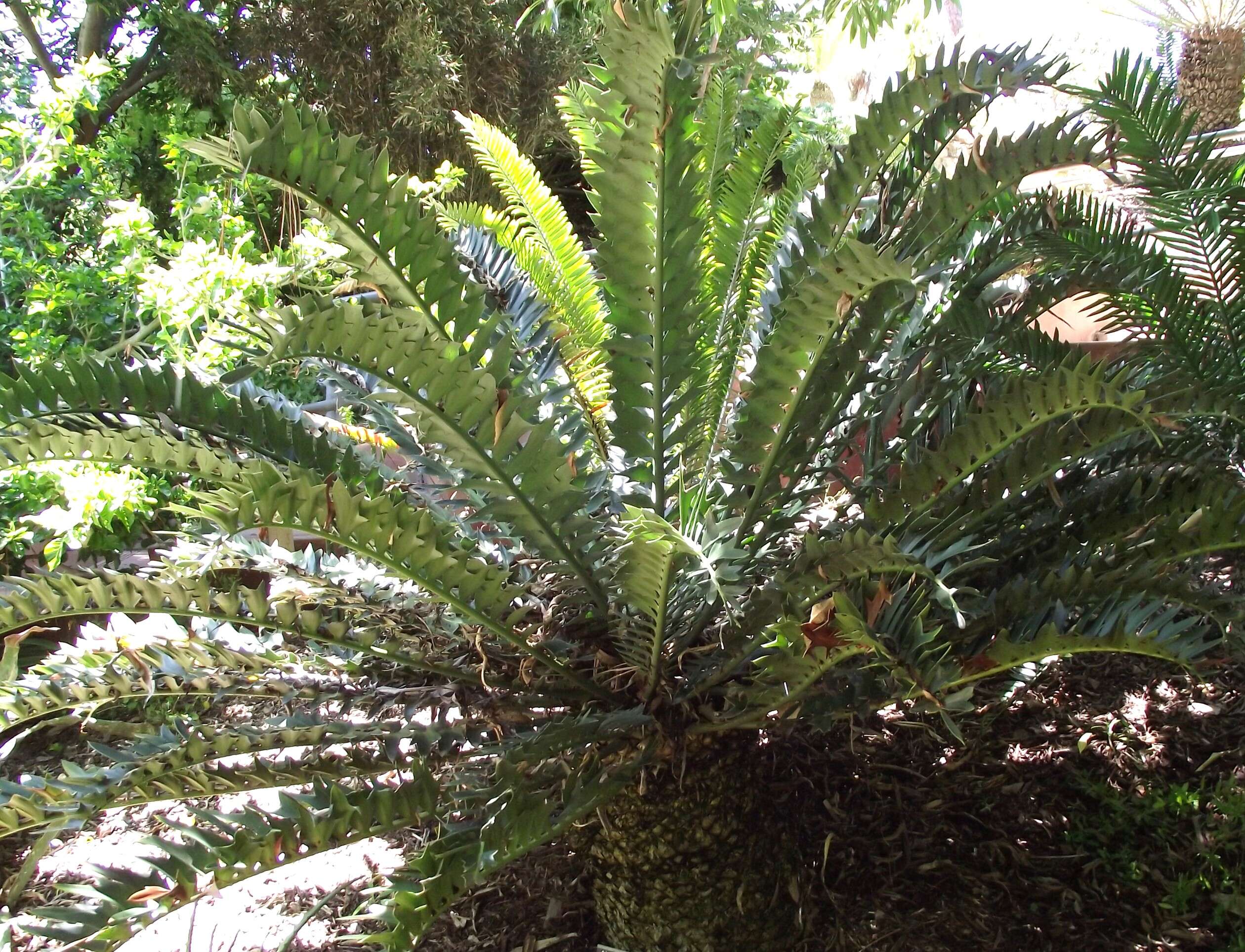 Image of Alexandria Cycad