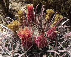 Image of Fire Barrel Cactus
