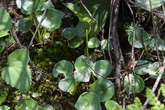 Image of Peperomia bracteata A. W. Hill