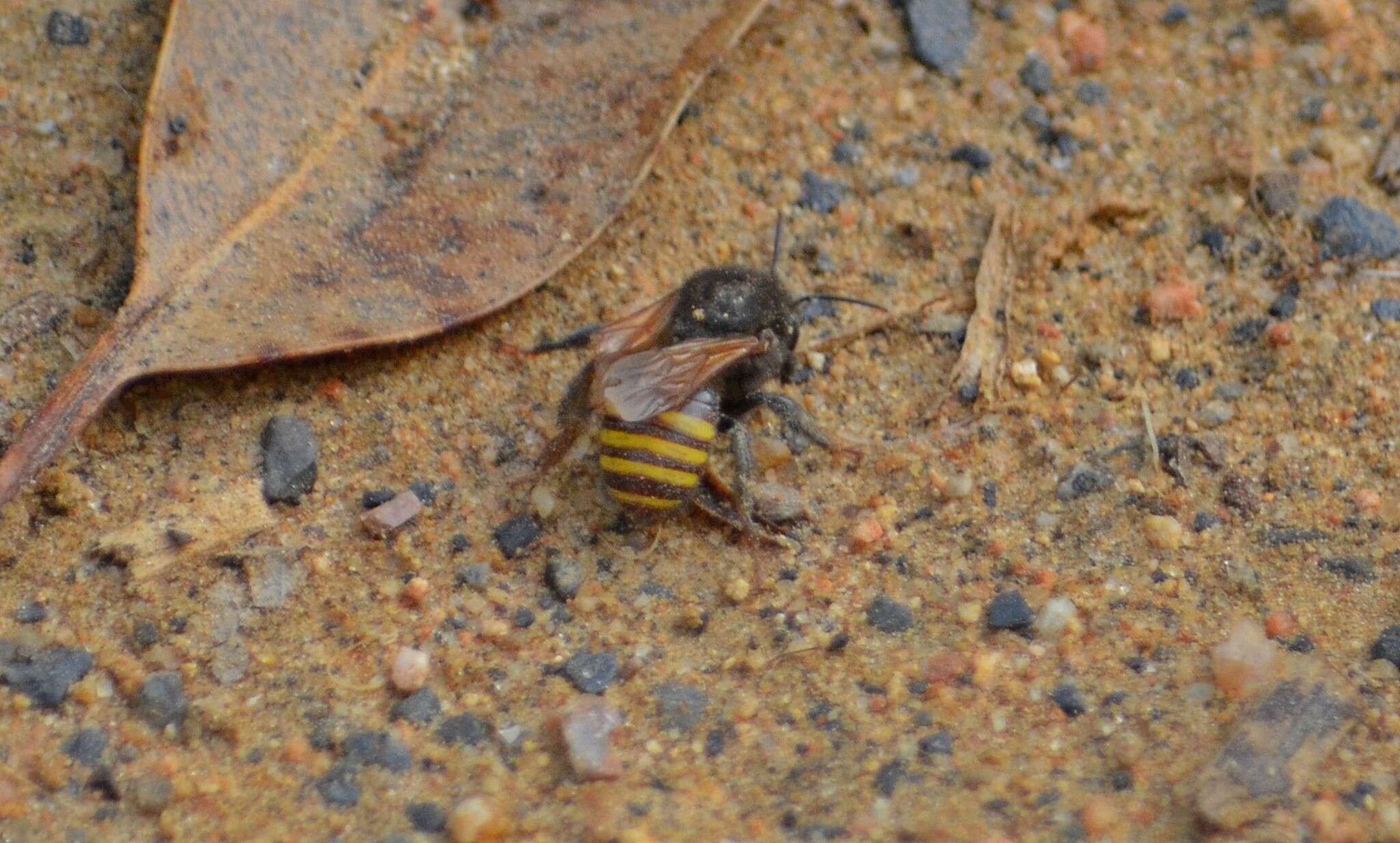 Image of Melipona quadrifasciata Lepeletier 1836