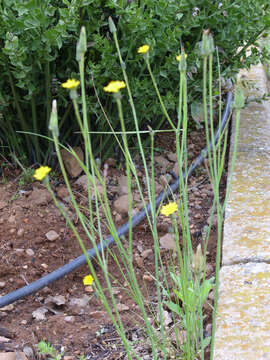 Image of beaked hawksbeard