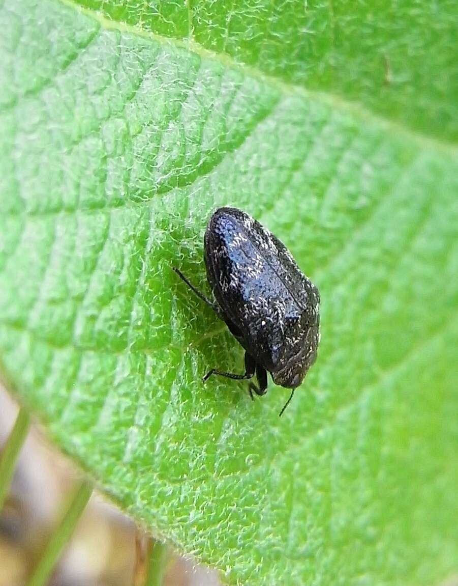 Image of Metallic wood-boring beetle