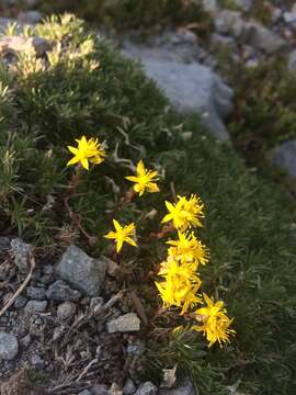 Image de Sedum rupicola G. N. Jones