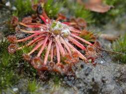 Image of Drosera pygmaea DC.