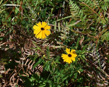 Coreopsis gladiata Walt.的圖片