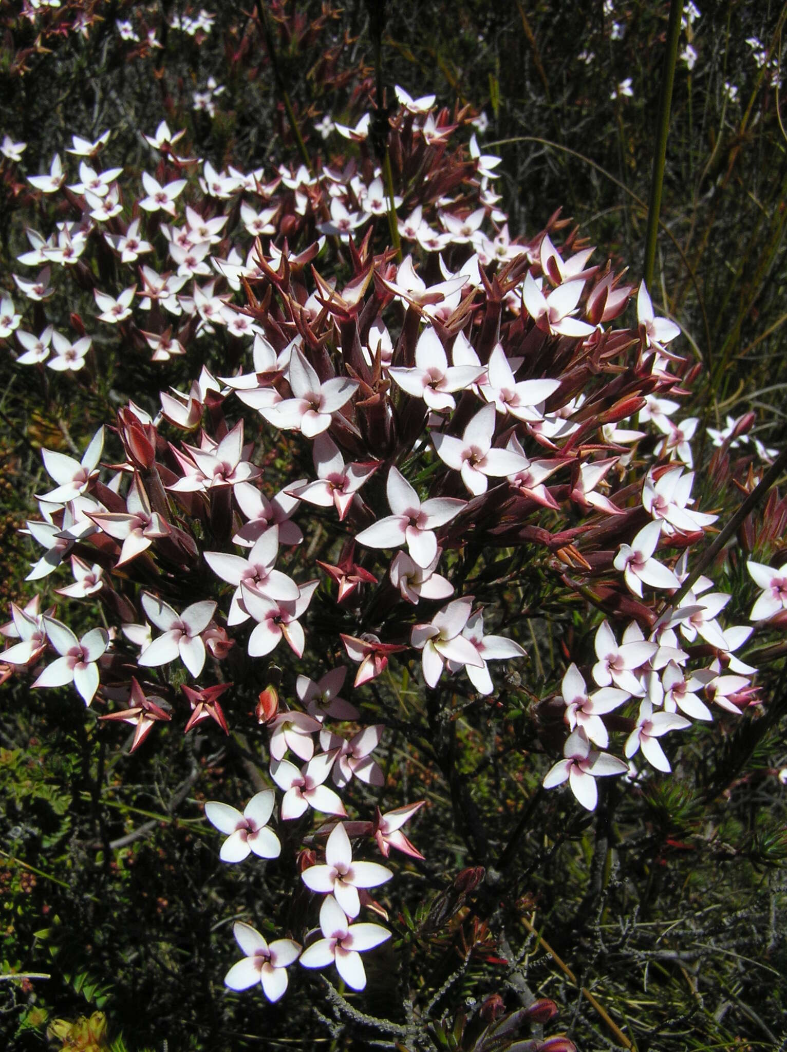 Image of Erica turrisbabylonica H. A. Baker