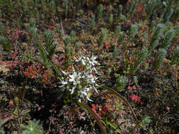 Image of Oxalis massoniana Salter